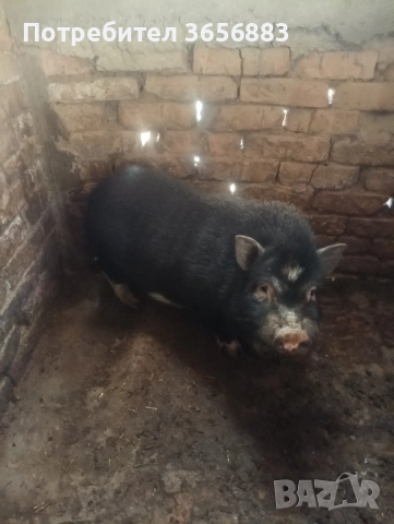 Англонобийски пръч,кози,ярета и виетнамски прасета, снимка 3 - Кози - 52519380