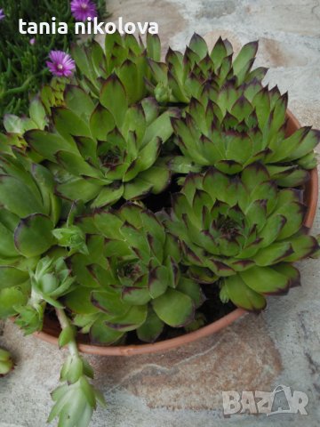 Дебелец на килограм, снимка 3 - Градински цветя и растения - 40829553