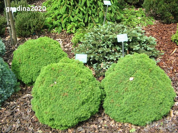 Смърч Алберта Глобе/ Picea glauca var. albertiana 'Alberta Globe', снимка 3 - Разсади - 40645718