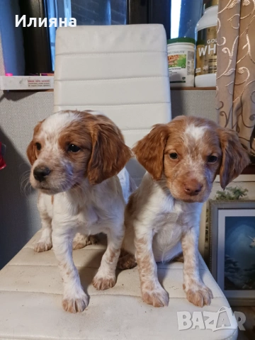 Бретон шпаньоли на 2 месеца, снимка 3 - Бретон шпаньол - 53196614