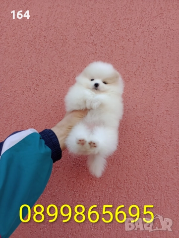 Бели Померани. Реални снимки от 15.12.25 г., снимка 8 - Померан - 52719427