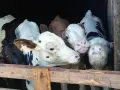 бозайници 6 бройки , снимка 5