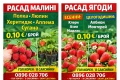 🍓 Качествен разсад ягоди и малини – засади днес, береш утре! 🌱, снимка 10