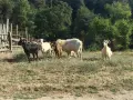 Продавам 5 дойни кози и 1 пръч, снимка 1