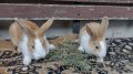 Холандски зайци, зайци Веселина и кръстоска, снимка 8