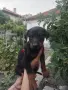 Доберман кученца мъжки, снимка 4