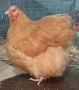 Продавам жълт Орпингтон., снимка 14