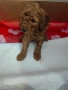  Мини пудел , снимка 4