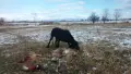 Курцхаари на две години , снимка 2