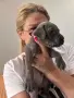 Кане Корсо - Cane Corso кученца, снимка 5