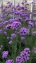 Вербена многогодишна, Verbena Bonariensis Bonnie Blue, снимка 2