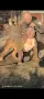 Американско Були Хл/American Bully XL , снимка 3
