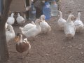 Млади пуйки, кокошки Брама и юрдечки, снимка 1 - Кокошки и пуйки - 40604731