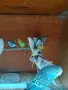 Проданам млади Вълнисти папагали, снимка 5