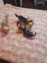  Мини Йорки йоркширски териер 4 кученца, снимка 14