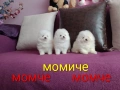 Бели мини Померани. Реални снимки !!! , снимка 2