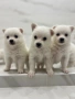 Кученца порода померан-шпиц, снимка 1