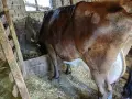 млечна краваааа, снимка 2