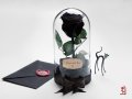 Подарък за Рожден ден / Естествена Черна Роза в Стъкленица / Нестандартен Подарък за Жена