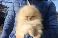 Страхотно момченце померан с родословие FCI, снимка 9