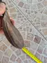 Европейска барутница - 3, снимка 6