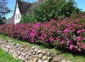 Spiraea japonica 'Anthony Waterer' Спирея 'Anthony Waterer', снимка 2