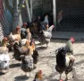 Катунски нови видове - Кокошки и Петли, снимка 1