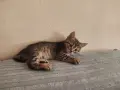 Подарявам 3 малки котета, снимка 11
