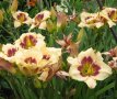 Цветя Хемерокалис – разсад за пролетно засаждане, снимка 11