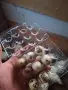 Пъдпъдъчи яйца 12бр в тарелка , снимка 3
