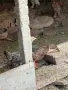 Патета юрдечки.., снимка 2