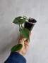 Филодендрон, philodendron scandens heartleaf , снимка 2