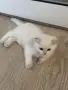 Британски котета , снимка 4
