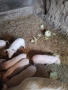 Продавам малки прасета, снимка 5