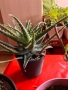 Алое вера - различни големини, снимка 5
