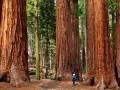 Нови качествени 15 семена от гигантска секвоя мамутово дърво sequoiadendron giganteum за декорация, снимка 1