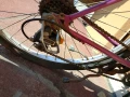 Колело, внос от Германия , снимка 11