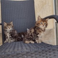 Мей кун мъжки и женски котенца, снимка 4 - Мейн кун - 36944643