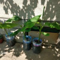 Бананови палми, снимка 5 - Градински цветя и растения - 41512038
