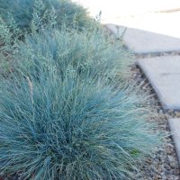 Фестука (синя трева), снимка 5 - Градински цветя и растения - 41503294