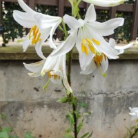 🎉Заявки само пролетта Божествено ухание Бял лилиум (Lilium candidum,  White lily), снимка 3 - Градински цветя и растения - 41484830