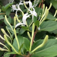 Lonicera albiflora(Лоницера бяла), снимка 2 - Градински цветя и растения - 42352733