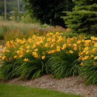 Цветя Хемерокалис – разсад за пролетно засаждане, снимка 1 - Разсади - 41683701