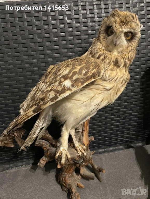 Продавам препарирана сова, снимка 1