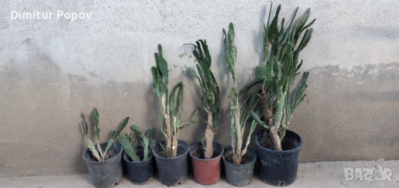 Кактуси, снимка 1