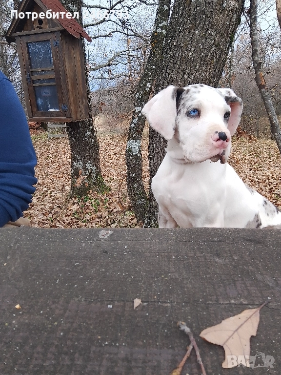 Немски дог, снимка 1