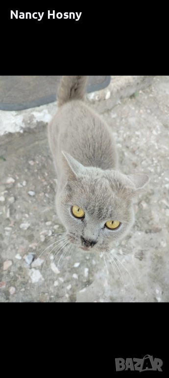 Подарявам британска късокосместа котка , снимка 1
