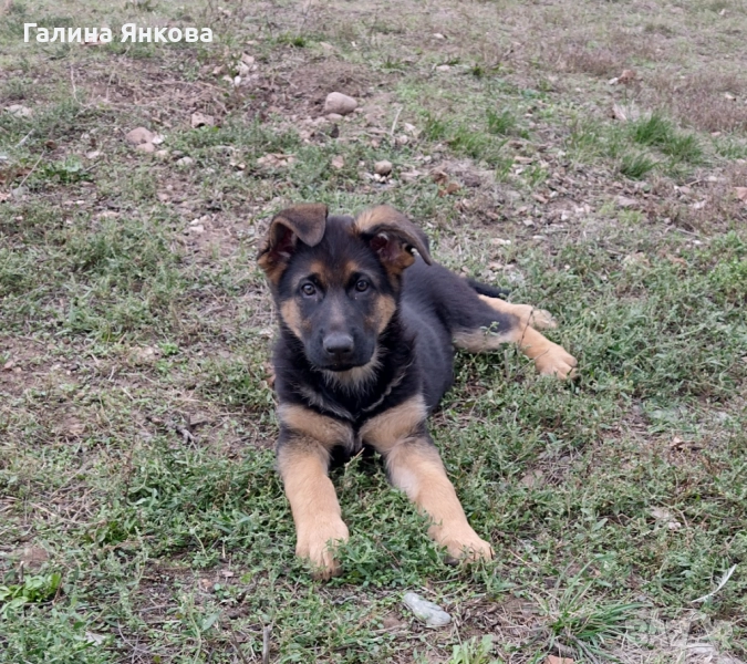 Немска овчарка, снимка 1