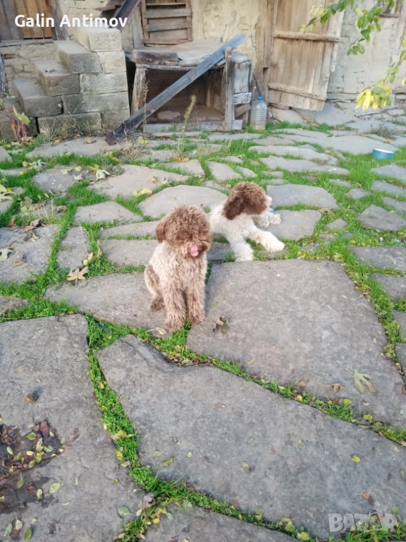 Кучета за лов на трюфели, снимка 1