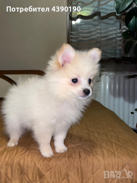 Мини шпиц момче, снимка 1